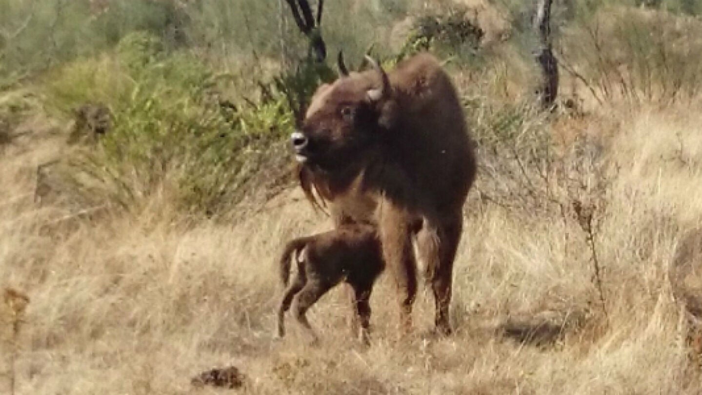 La cr&iacute;a de bisonte con su madre