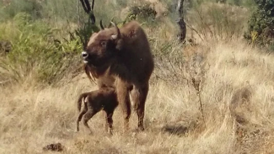 La cría de bisonte con su madre