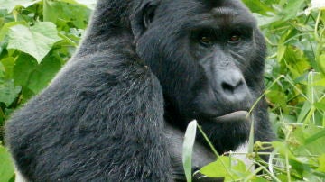 El gorila oriental del Congo está en peligro crítico de extinción