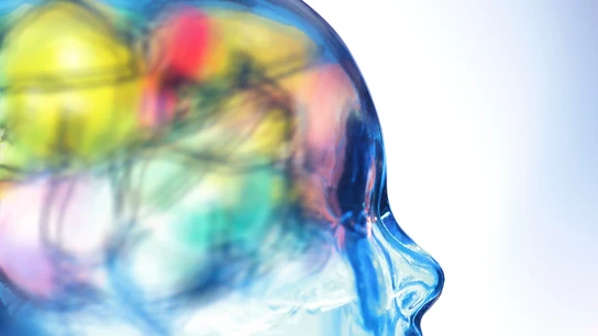 Cerebro humano Cerebro humano