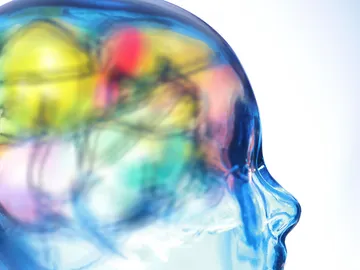 Cerebro humano Cerebro humano