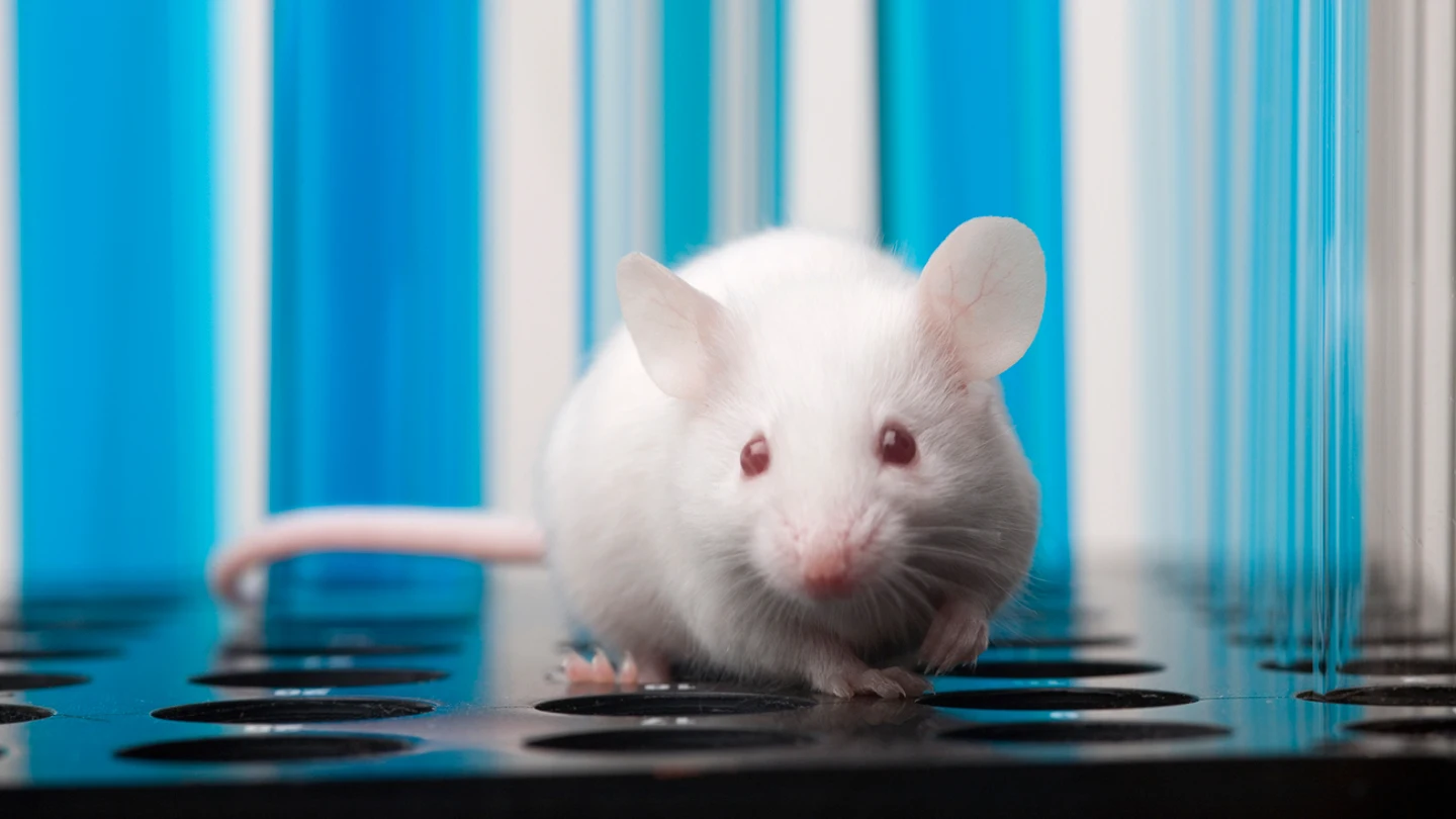 Ratón de laboratorio Ratón de laboratorio