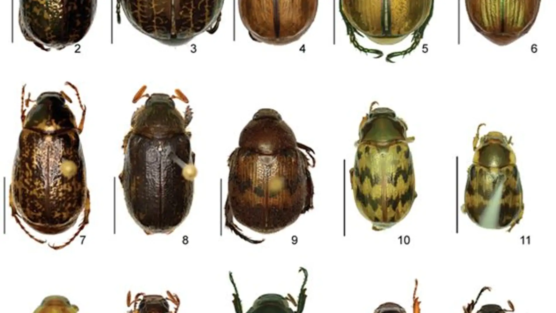 Algunos ejemplares de las 57 especies de