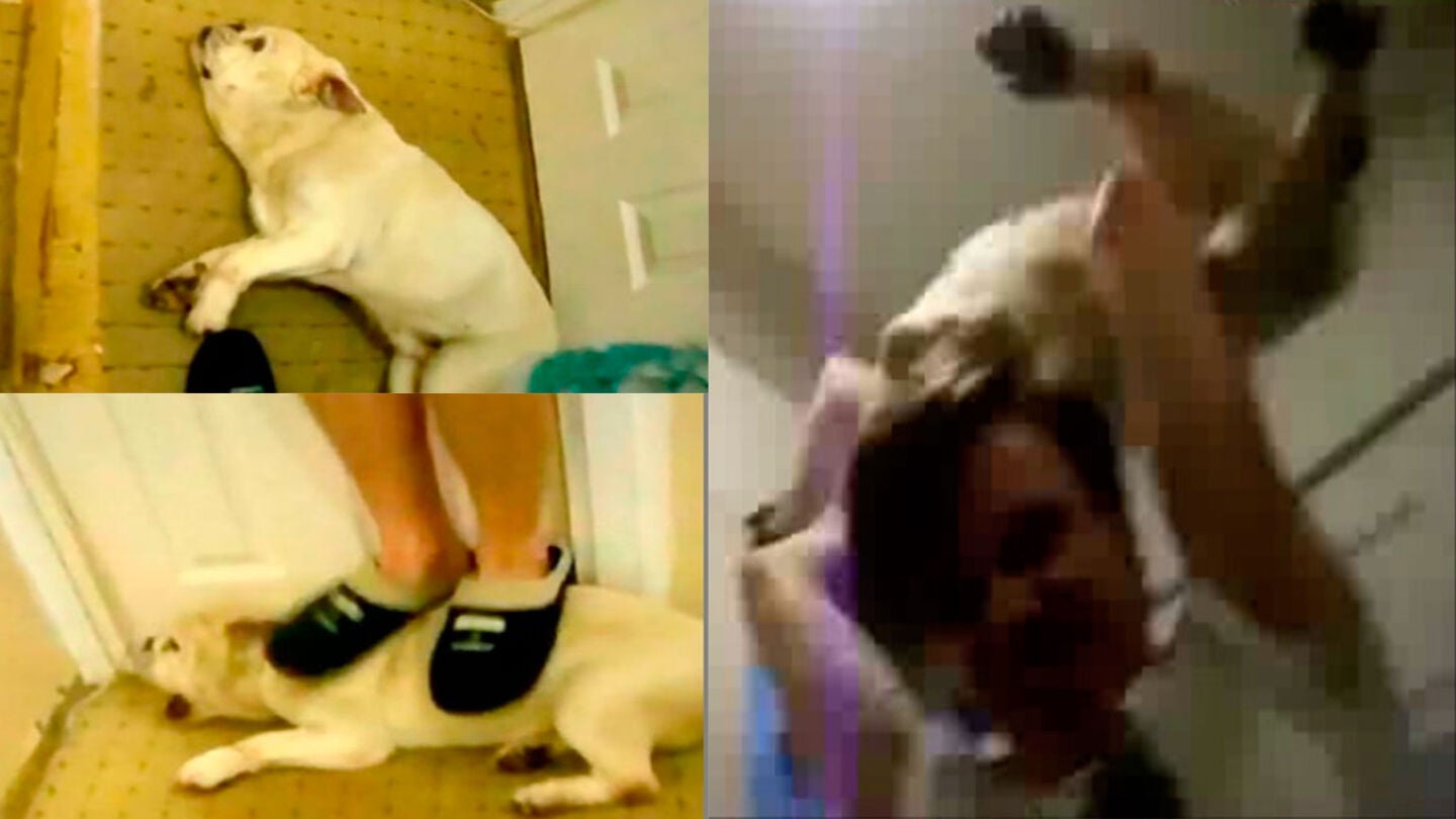 Im&aacute;genes Baby, el perro maltratado