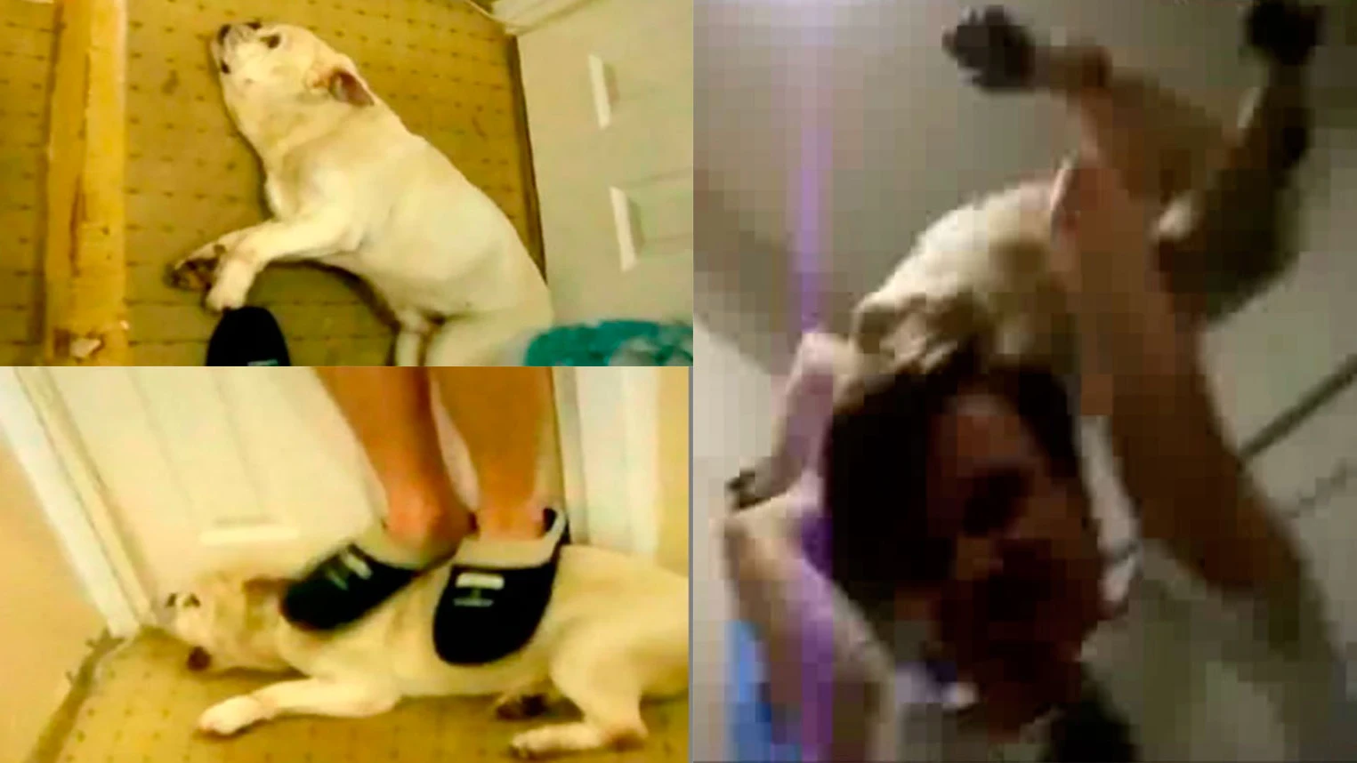 Im&aacute;genes Baby, el perro maltratado