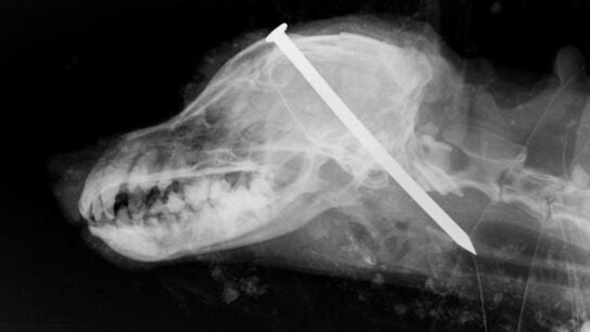 Radiograf&iacute;a del perro con un clavo clavado entre los ojos