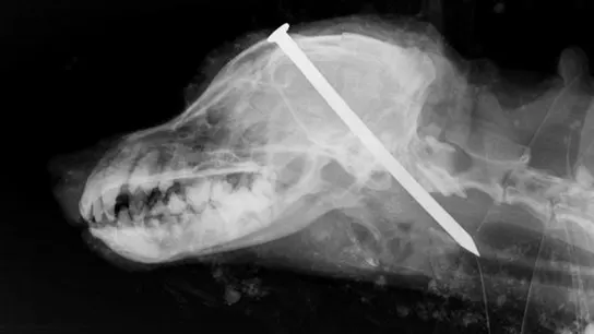 Radiografía del perro con un clavo clavado entre los ojos Radiografía del perro con un clavo clavado entre los ojos
