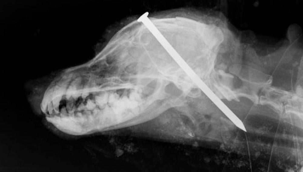 Radiografía del perro con un clavo clavado entre los ojos