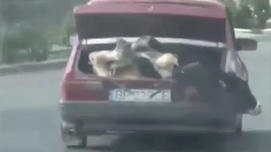 Un hombre transporta una vaca en el maletero de un coche Un hombre transporta una vaca en el maletero de un coche