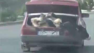 Un hombre transporta una vaca en el maletero de un coche