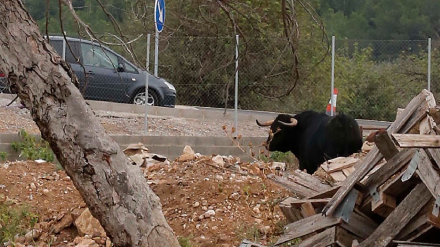El toro que el due&ntilde;o de un desguace de Montserrat ha soltado para ahuyentar a los ladrones