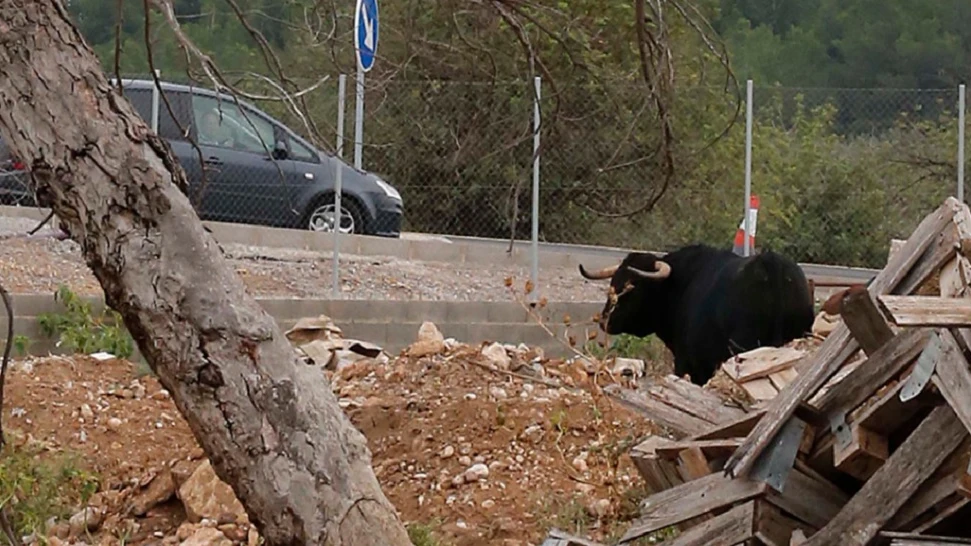 El toro que el dueño de un desguace de Montserrat ha soltado para ahuyentar a los ladrones El toro que el dueño de un desguace de Montserrat ha soltado para ahuyentar a los ladrones