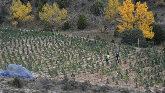 Plantación de marihuana en Villarluengo, Teruel Plantación de marihuana en Villarluengo, Teruel