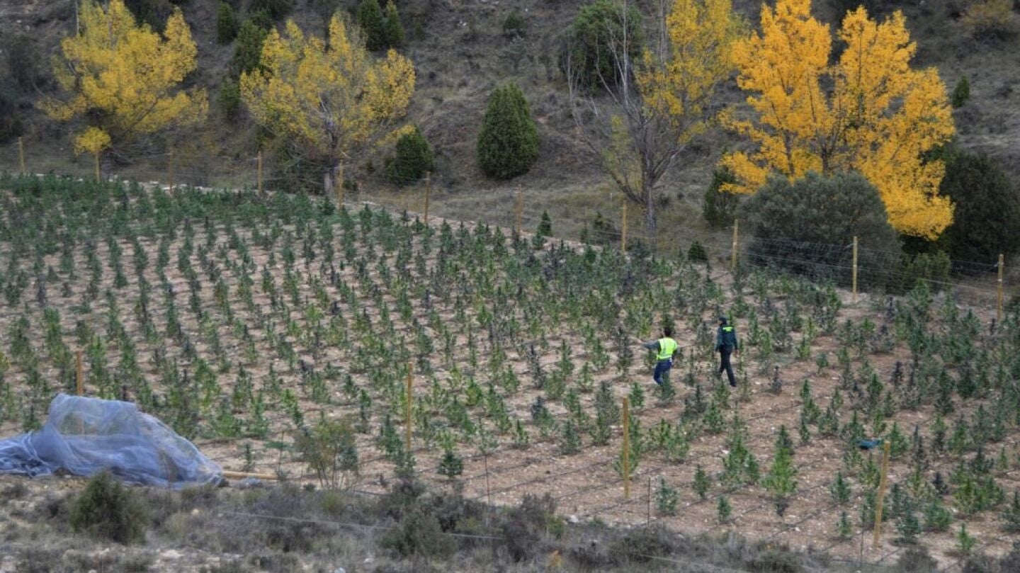 Plantaci&oacute;n de marihuana en Villarluengo, Teruel