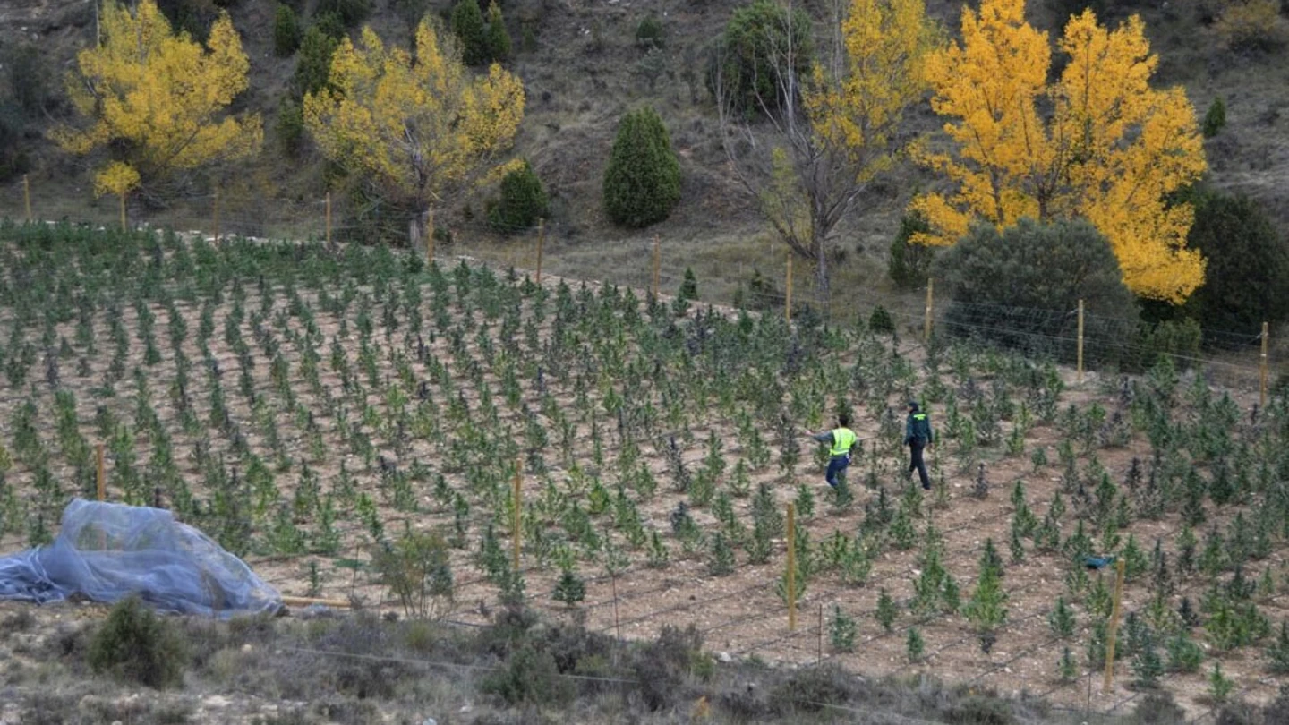 Plantación de marihuana en Villarluengo, Teruel Plantación de marihuana en Villarluengo, Teruel