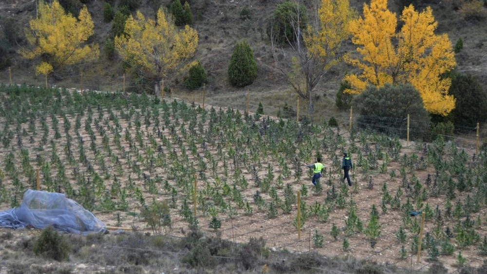 Plantación de marihuana en Villarluengo, Teruel Plantación de marihuana en Villarluengo, Teruel