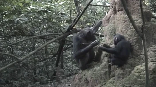 Una madre chimpancé enseñando a su cría Una madre chimpancé enseñando a su cría