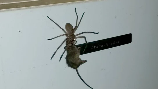 Una araña intenta comerse un ratón Una araña intenta comerse un ratón