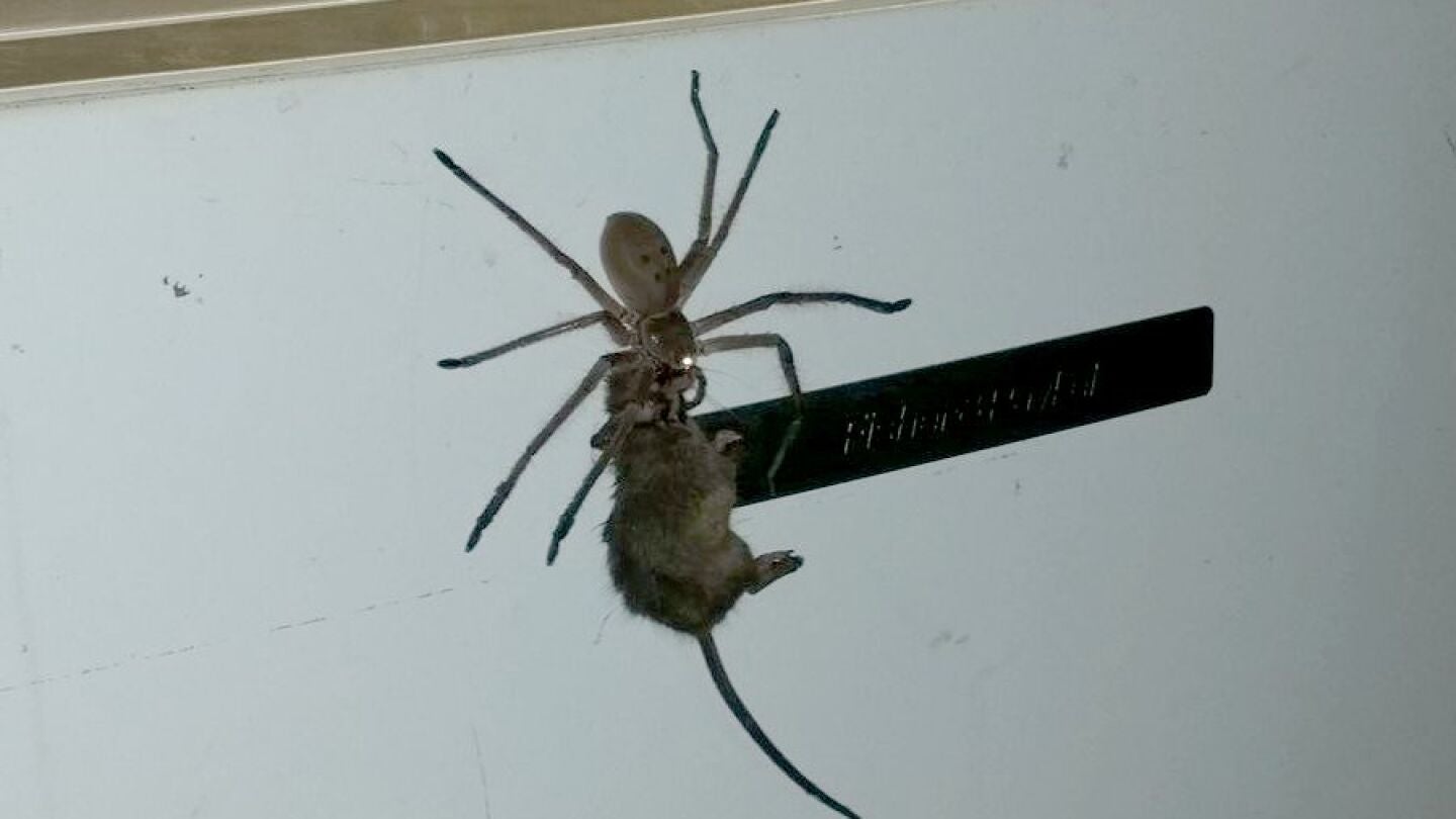 Una ara&ntilde;a intenta comerse un rat&oacute;n