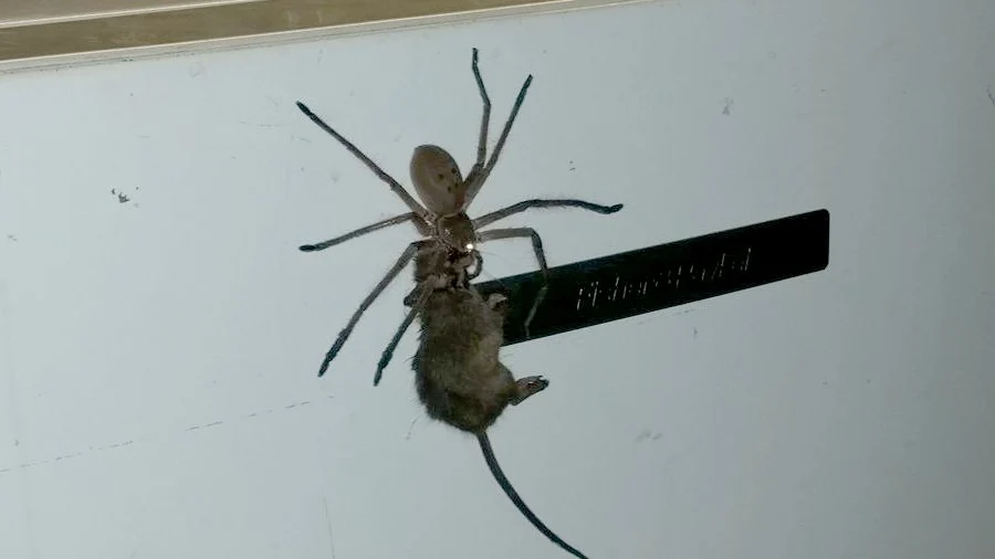 Una araña intenta comerse un ratón