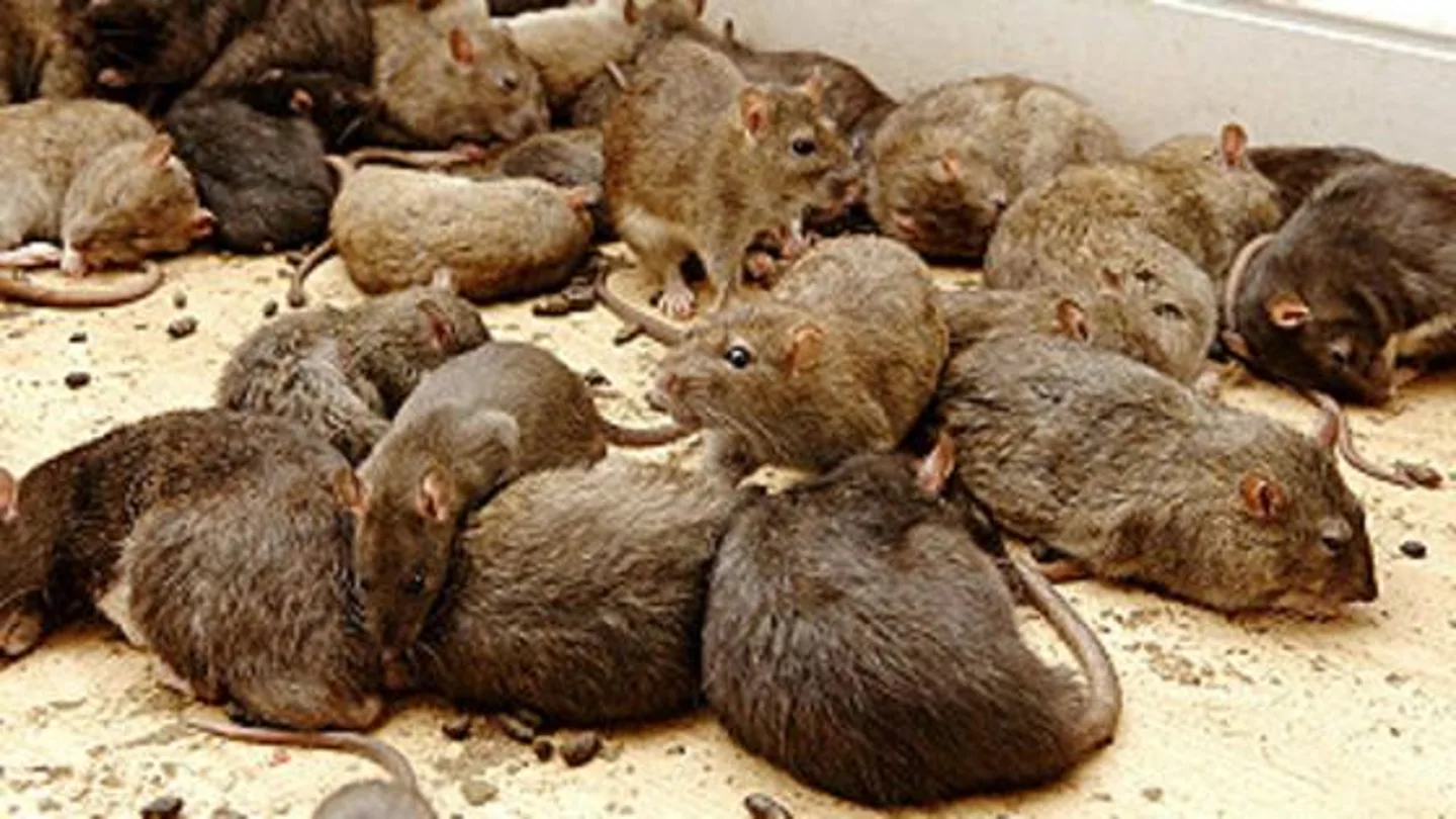 Ratas Ratas