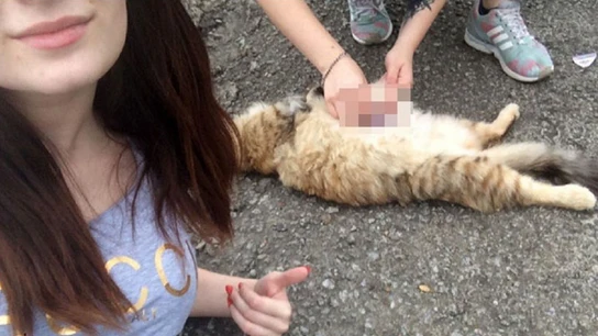 Dos jóvenes maltratan a un gato Dos jóvenes maltratan a un gato