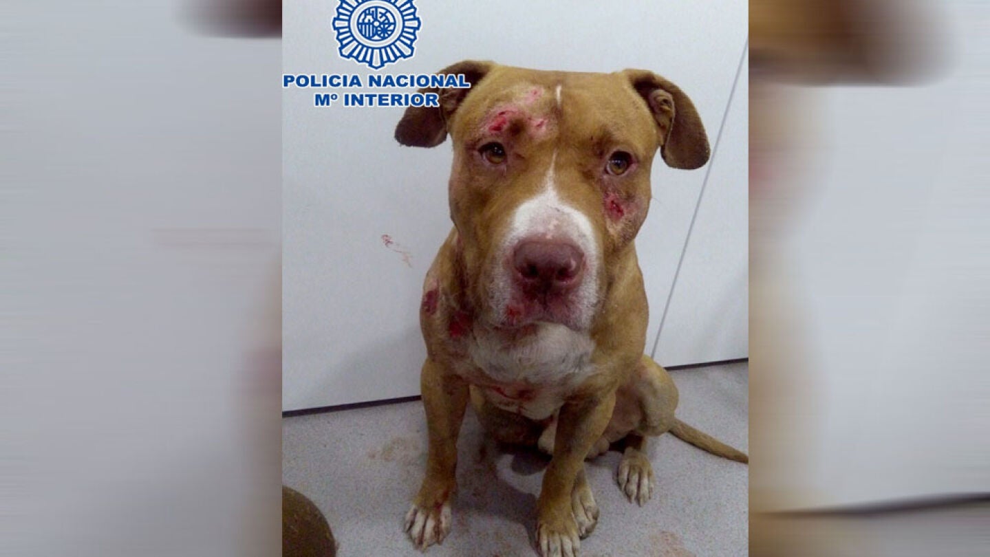 Perro rescatado antes de una pelea