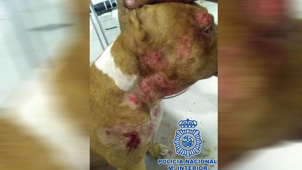 Fotografía facilitada por la Policía Nacional de uno de los perros utilizados en peleas Fotografía facilitada por la Policía Nacional de uno de los perros utilizados en peleas