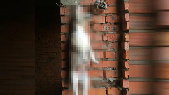 Imagen de un perro después de haber sido maltratado Imagen de un perro después de haber sido maltratado