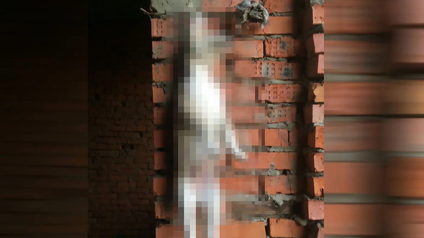 Imagen de un perro después de haber sido maltratado Imagen de un perro después de haber sido maltratado