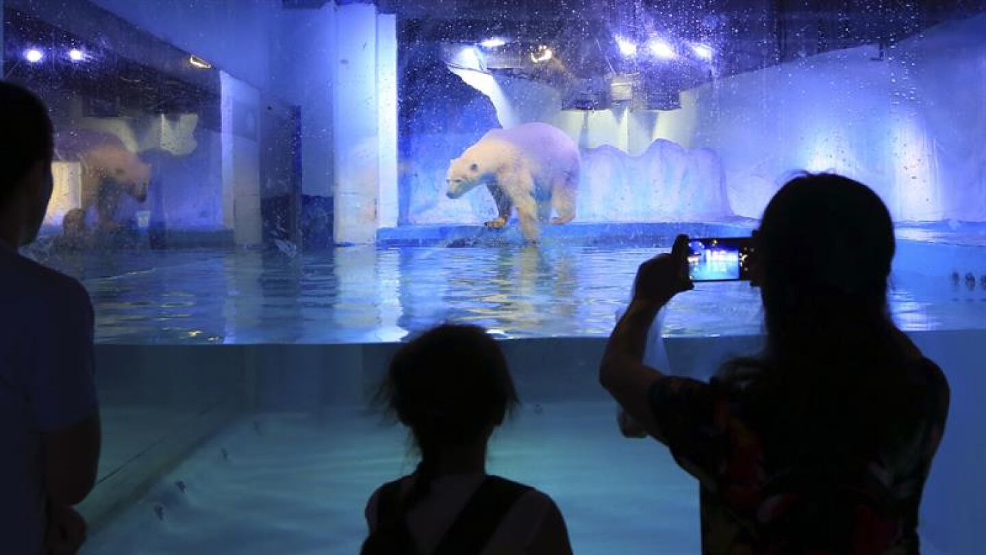 Ciudadanos chinos fotograf&iacute;an a Pizza, el "oso polar m&aacute;s triste del mundo"
