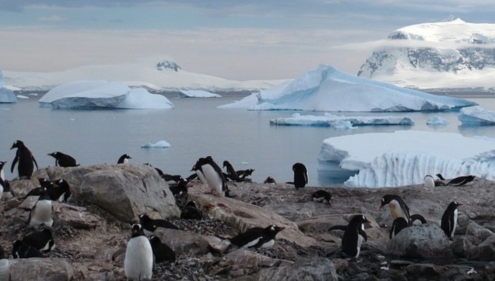 La Antártida acogerá la mayor área marína protegida del mundo
