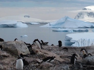 La Antártida acogerá la mayor área marína protegida del mundo La Antártida acogerá la mayor área marína protegida del mundo