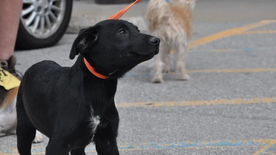 Un perro en la calle Un perro en la calle