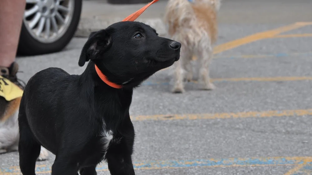 Un perro en la calle