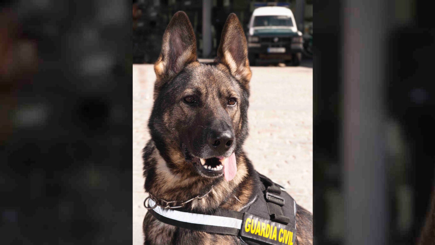 Imagen de archivo de un perro de la Guardia Civil