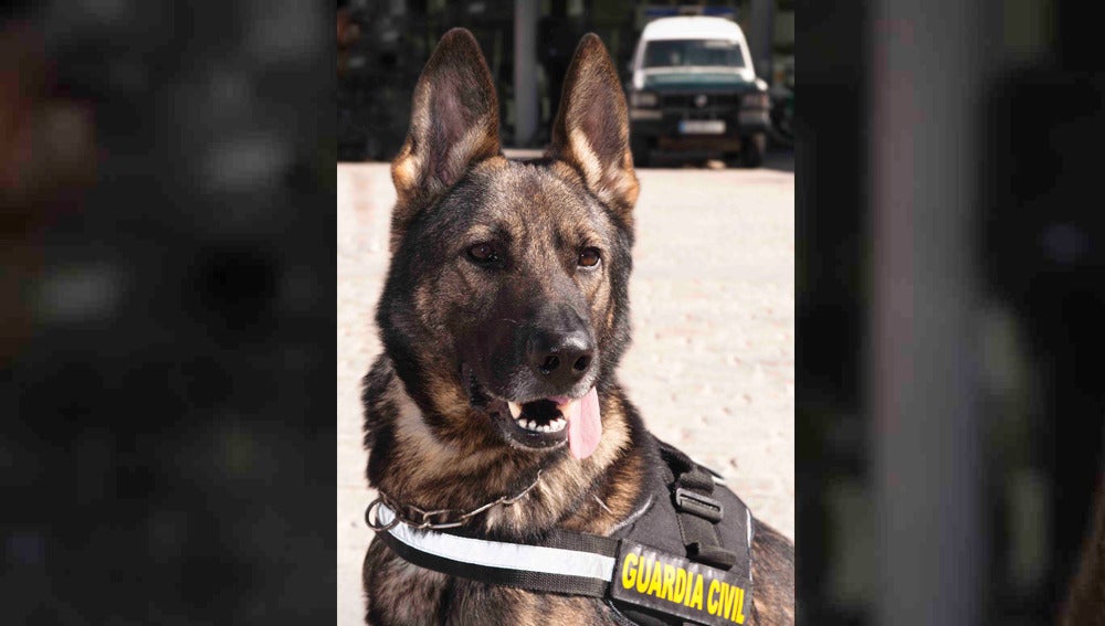 Imagen de archivo de un perro de la Guardia Civil