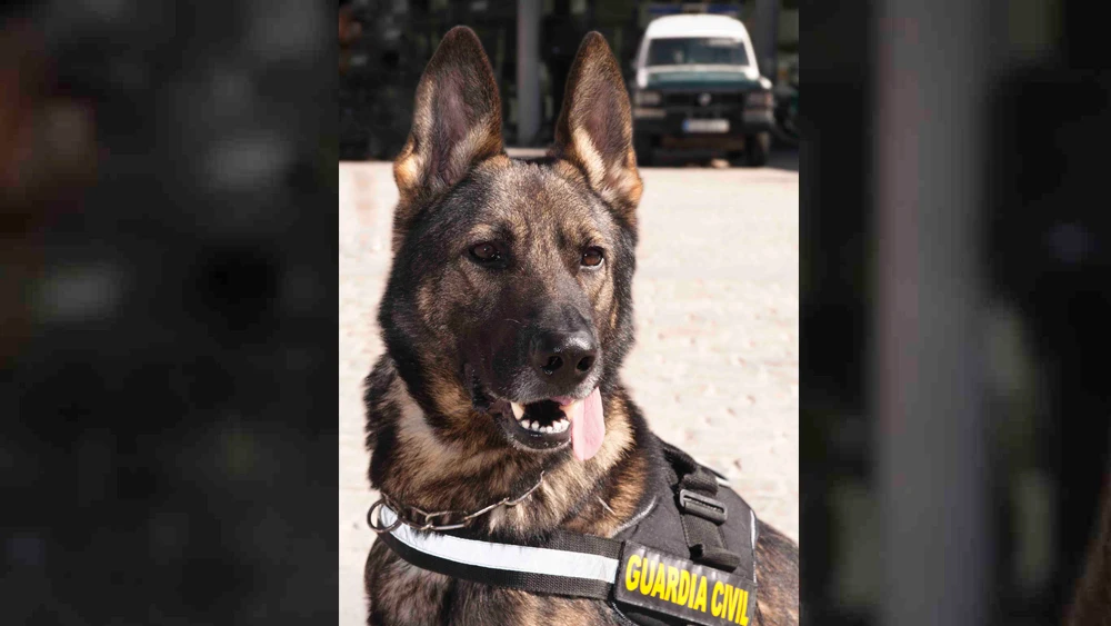 Imagen de archivo de un perro de la Guardia Civil