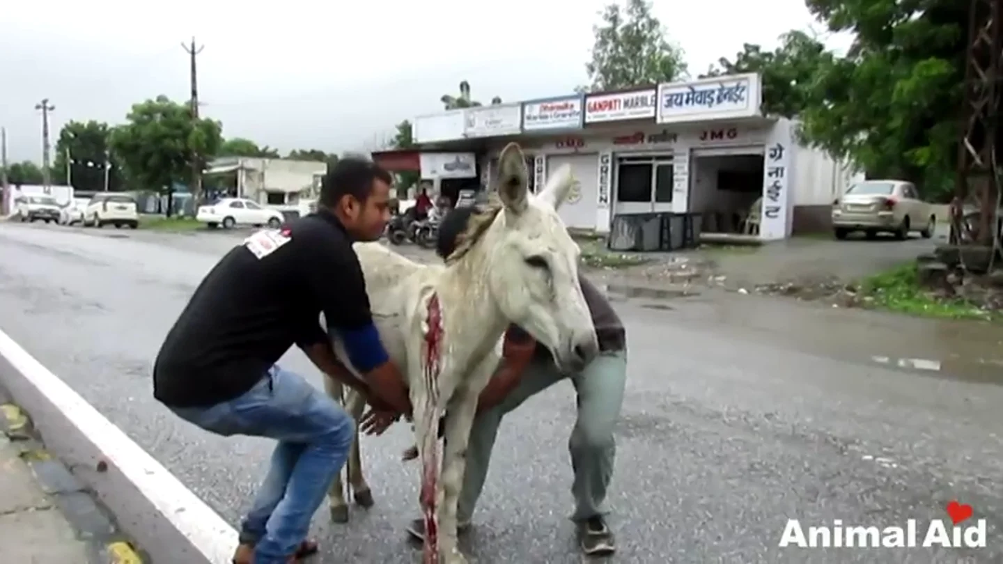 Frame 32.570824 de: Rescatan a un burro herido y sangrando abandonado en mitad de una carretera en India Frame 32.570824 de: Rescatan a un burro herido y sangrando abandonado en mitad de una carretera en India