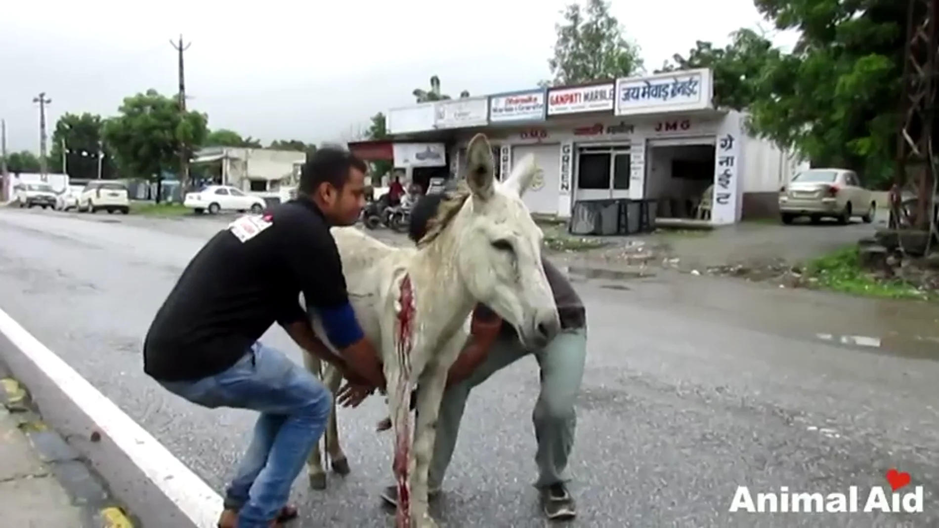 Frame 32.570824 de: Rescatan a un burro herido y sangrando abandonado en mitad de una carretera en India