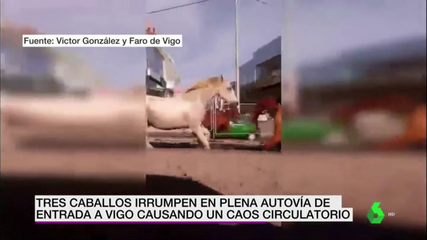 Frame 12.894396 de: caballos