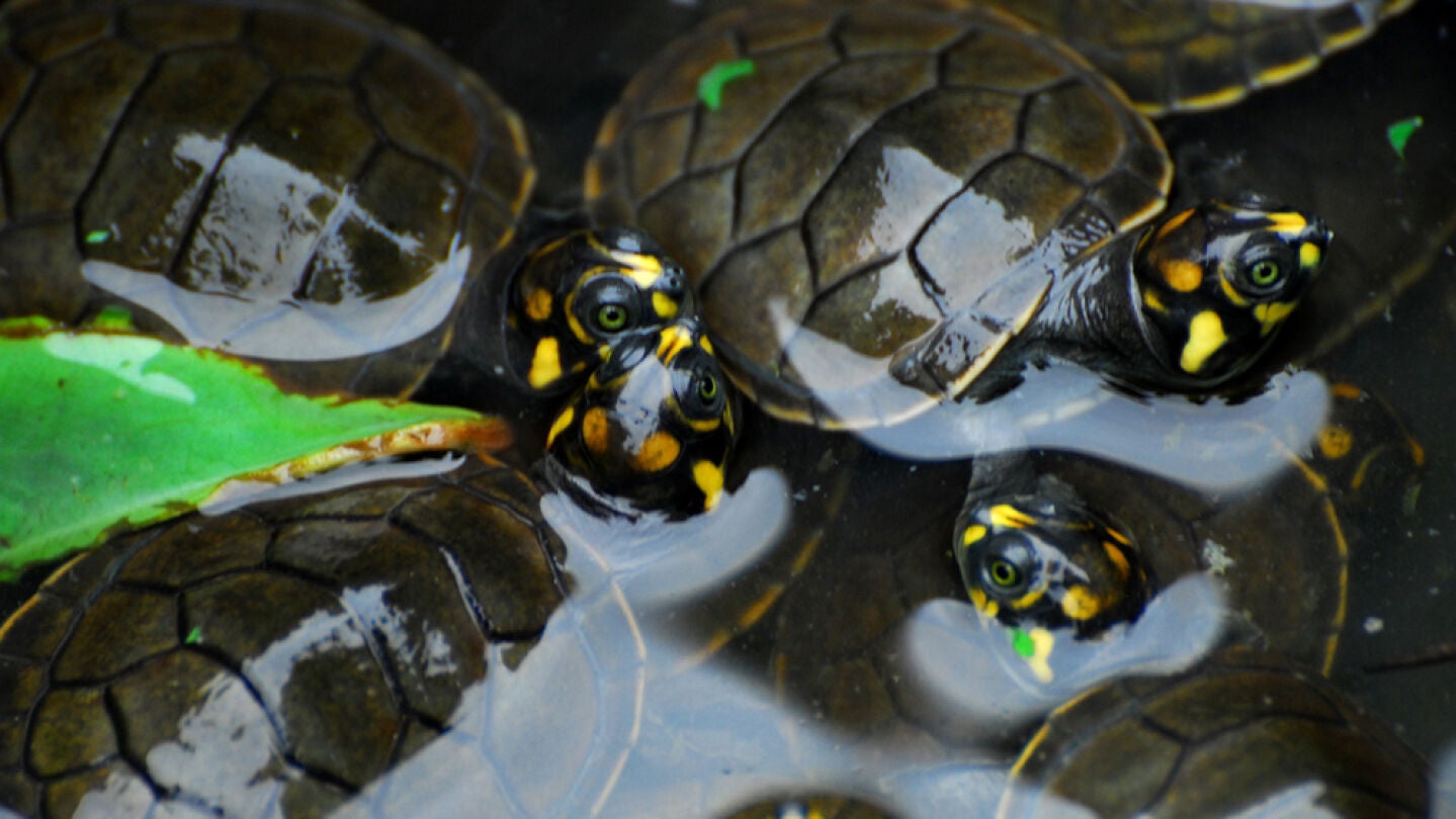 Tortugas Taricaya