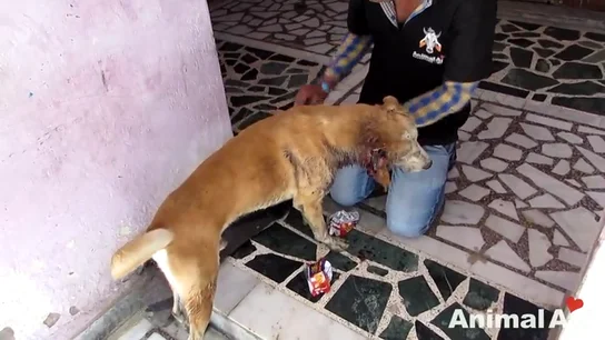 Frame 62.993733 de: La segunda oportunidad de Dylan, un perro abandonado y moribundo por el ataque de gusanos carnívoros Frame 62.993733 de: La segunda oportunidad de Dylan, un perro abandonado y moribundo por el ataque de gusanos carnívoros