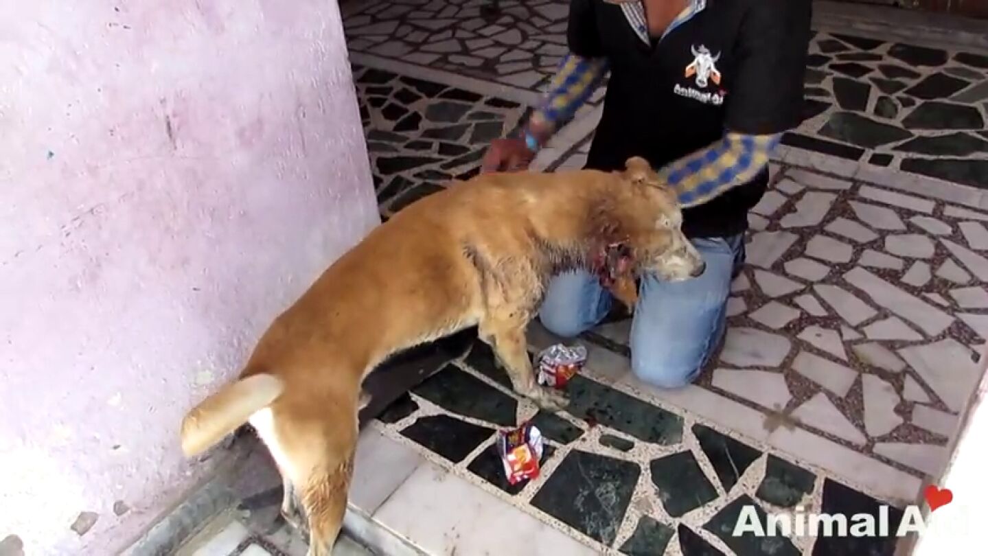 Frame 62.993733 de: La segunda oportunidad de Dylan, un perro abandonado y moribundo por el ataque de gusanos carn&iacute;voros