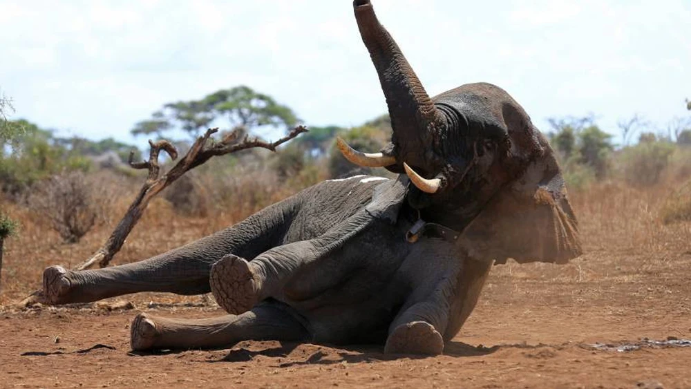 Elefante al que han colocado un collar (Archivo)