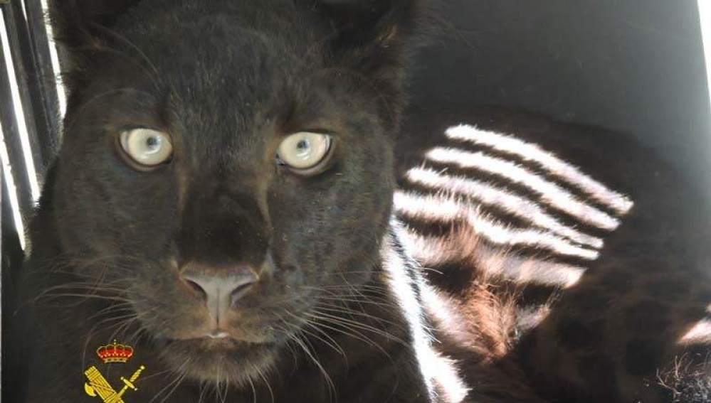 Intervienen una pantera negra de origen desconocido y detienen a su dueño en Almería Intervienen una pantera negra de origen desconocido y detienen a su dueño en Almería