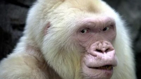 El Zoo de Barcelona añora a Copito de Nieve El Zoo de Barcelona añora a Copito de Nieve