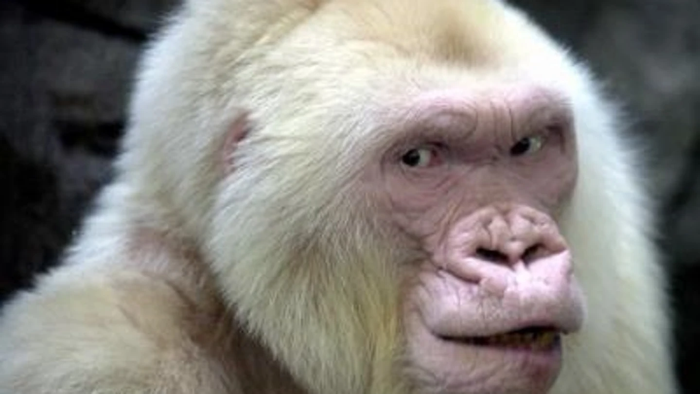 El Zoo de Barcelona añora a Copito de Nieve El Zoo de Barcelona añora a Copito de Nieve