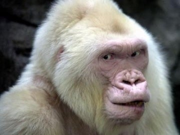 El Zoo de Barcelona añora a Copito de Nieve El Zoo de Barcelona añora a Copito de Nieve