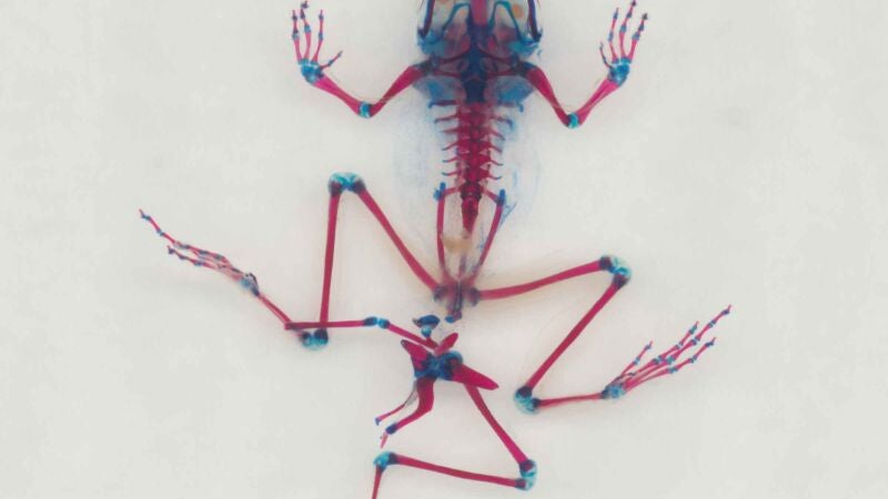 El artista que conciencia sobre los desastres ecológicos con animales deformes